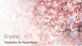  Presentation with cherry blossom - PPT theme consisting of beautiful-spring-cherry-blossom background and a lemonade colored foreground