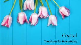  Presentation with jasmine spring flowers - Colorful presentation design enhanced with beautiful spring flowers background fresh backdrop and a  colored foreground