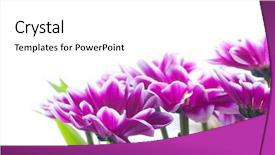  Presentation with chrysanthemum - Theme with beautiful spring flowers - chrysanthemum background and a white colored foreground