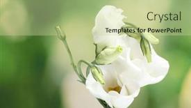  Presentation with beautiful spring flowers - Theme having beautiful-spring-flowers-on-green background and a soft green colored foreground