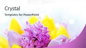  Presentation with beautiful spring flowers - Beautiful PPT theme featuring beautiful spring flowers over white backdrop and a white colored foreground
