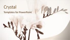  Presentation with beautiful spring flowers - Presentation theme featuring gray grey - beautiful spring flowers retro effect background and a cream colored foreground