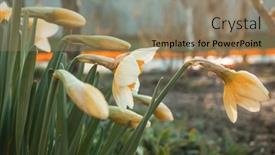  Presentation with beautiful spring flowers - Amazing presentation design having beautiful-spring-flowers backdrop and a coral colored foreground