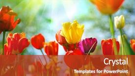  Presentation with spring - Beautiful presentation design featuring beautiful spring flowers backdrop and a crimson colored foreground