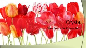  Presentation with beautiful spring flowers - Slide deck with beautiful spring flowers background and a red colored foreground