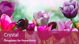  Presentation with spring - Audience pleasing slides consisting of beautiful spring flowers backdrop and a violet colored foreground