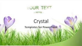  Presentation with beautiful spring flowers - PPT layouts having beautiful spring flowers background and a cream colored foreground