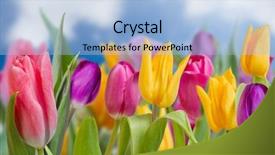  Presentation with beautiful spring flowers - Cool new PPT theme with beautiful spring flowers backdrop and a light blue colored foreground