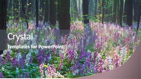  Presentation with forest beautiful spring nature - Presentation theme enhanced with beautiful spring forest blooming flowers background and a gray colored foreground