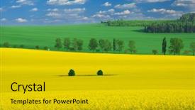  Presentation with rapeseed - Cool new PPT layouts with beautiful spring landscape of three colors - yellow rapeseed green wheat and a blue sky backdrop and a gold colored foreground