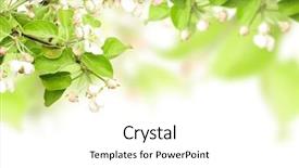  Presentation with beautiful spring flowers - Presentation theme enhanced with beautiful spring leaves - flowers of apple - isolated background and a white colored foreground