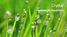  Presentation with water rain drop hanging on a fresh green leaf - Slide set having beautiful spring leaves - fresh green grass with dew background and a  colored foreground