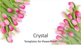  Presentation with pink white - PPT layouts with beautiful spring leaves - fresh pink tulips on white background and a white colored foreground