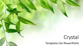  Presentation with white and green generic - PPT layouts featuring beautiful spring leaves - green leaf isolated on white background and a white colored foreground