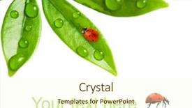  Presentation with green leaf - Amazing theme having beautiful spring leaves - ladybug sitting on a fresh backdrop and a cream colored foreground