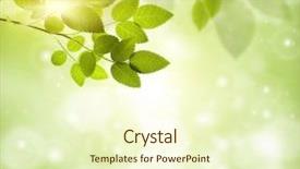  Presentation with beautiful green - Presentation design enhanced with beautiful spring leaves - natural green background with selective background and a cream colored foreground