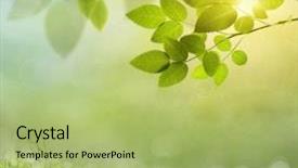  Presentation with beautiful green - Slide set enhanced with beautiful spring leaves - natural green background with selective background and a mint green colored foreground