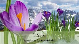  Presentation with springtime - Cool new PPT theme with beautiful spring leaves - springtime in dolomites mountain italian backdrop and a seafoam green colored foreground