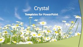  Presentation with white - Amazing slides having beautiful spring leaves - white daisies backdrop and a teal colored foreground