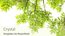  Presentation with spring tree - PPT theme having beautiful spring leaves on tree background and a blonde colored foreground