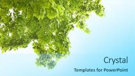  Presentation with spring tree - PPT theme enhanced with beautiful spring leaves on tree background and a arctic colored foreground