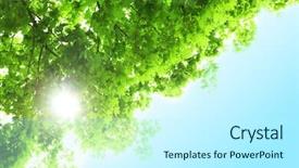  Presentation with spring tree - Amazing presentation design having beautiful spring leaves on tree outdoors backdrop and a cool aqua colored foreground