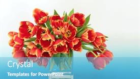 Presentation with blue tulip - Slide deck enhanced with beautiful-spring-red-and-yellow background and a teal colored foreground