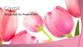  Presentation with vertical - Cool new slide deck with beautiful spring tulips for holiday background isolated on white vertical backdrop and a white colored foreground