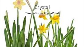  Presentation with narcissus - Theme featuring beautiful springtime narcissus isolated on a white background background and a white colored foreground