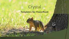  Presentation with base - Slide deck with beautiful-squirrel-on-the-ground background and a yellow colored foreground