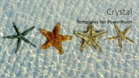  Presentation with under water - Amazing slide set having beautiful starfishes under water backdrop and a light gray colored foreground