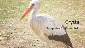  Presentation with outdoors - Amazing PPT layouts having beautiful stork outdoors on sunny backdrop and a lemonade colored foreground