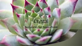  Presentation with succulent - Slide set consisting of perennial - beautiful succulent plant close up background and a seafoam green colored foreground