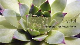  Presentation with succulent - Slide set having beautiful-succulent-plant-close-up background and a yellow colored foreground