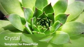  Presentation with succulent - Audience pleasing slide deck consisting of beautiful-succulent-plant-close-up backdrop and a tawny brown colored foreground