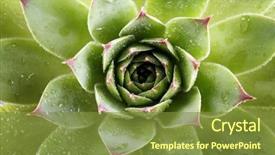  Presentation with water plant - Cool new theme with agave - beautiful succulent plant with water backdrop and a tawny brown colored foreground