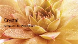  Presentation with water plant - Amazing presentation theme having beautiful succulent plant with water backdrop and a gold colored foreground