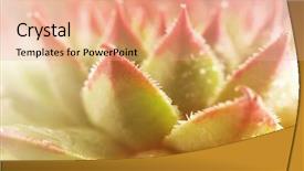  Presentation with water plant - Slide deck with beautiful succulent plant with water background and a coral colored foreground
