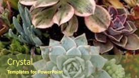  Presentation with pot succulent - Slide deck featuring beautiful-succulent-pot-plant-including background and a tawny brown colored foreground