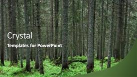  Presentation with pine forest - Presentation consisting of beautiful-summer-evergreen-forest background and a dark gray colored foreground