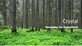  Presentation with summer trees - Theme with beautiful-summer-evergreen-forest background and a tawny brown colored foreground