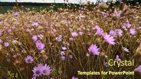  Presentation with summer flowers - Theme with beautiful-summer-landscape-with-pink background and a tawny brown colored foreground
