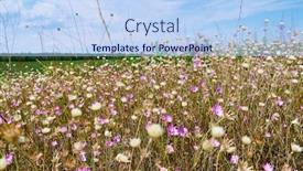  Presentation with summer flowers - Presentation theme consisting of beautiful-summer-landscape-with-pink background and a light blue colored foreground