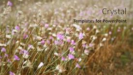  Presentation with summer flowers - Presentation theme with beautiful-summer-landscape-with-pink background and a coral colored foreground