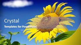  Presentation with sunflower - Presentation theme having beautiful sunflower against blue sky background and a teal colored foreground