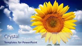  Presentation with sunflower sunflower sunflower sunflower sunflower - Audience pleasing slides consisting of beautiful-sunflower-against-blue-sky backdrop and a sky blue colored foreground