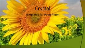  Presentation with coral reefs blue water beautiful sky - Presentation theme having beautiful sunflower against blue sky background and a gold colored foreground