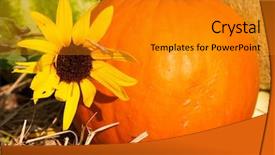  Presentation with sunflower - Slide set with beautiful sunflower against fresh produce background background and a gold colored foreground