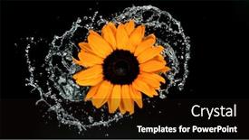  Presentation with bloom - Colorful PPT layouts enhanced with beautiful-sunflower-bloom-rotation backdrop and a black colored foreground