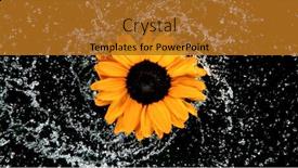  Presentation with bloom - Slides having beautiful-sunflower-bloom-rotation background and a gold colored foreground